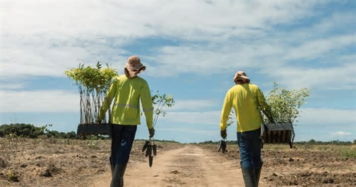 Empreendimentos florestais impulsionam exportações e sustentabilidade na Bahia
