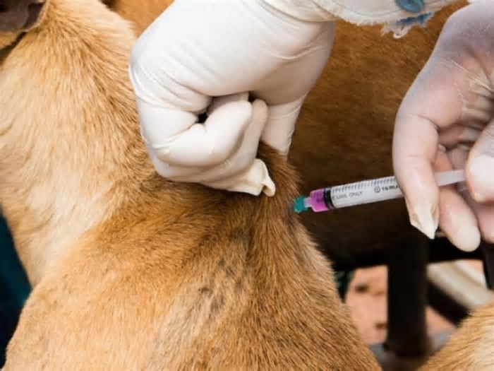 Faculdade no Recife promove vacinação antirrábica gratuita para cães e gatos neste sábado (7)