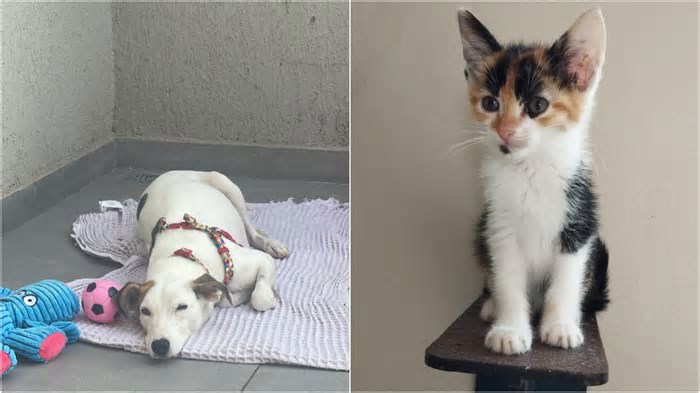 ONG celebra centenário neste sábado com evento especial de adoção de animais na Savassi, em BH