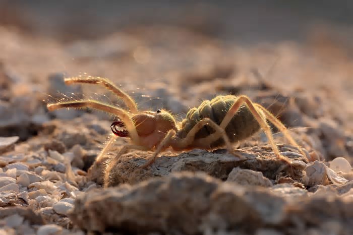 Nem aranha, nem escorpião: esse bicho do deserto é um pouco assustador