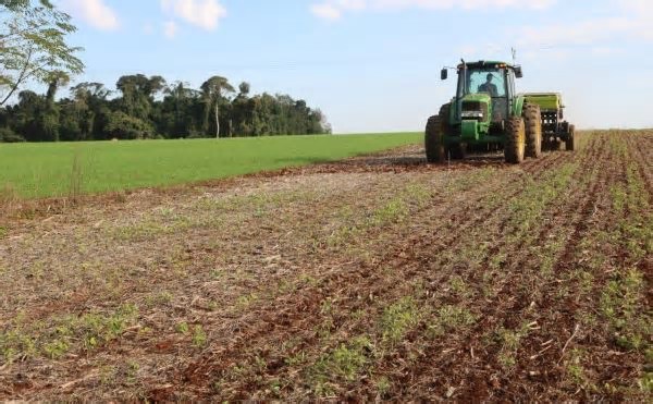 Trigo no RS: Chuva Atrasa, Mas Lavouras Estabelecidas Mostram Bom Desenvolvimento