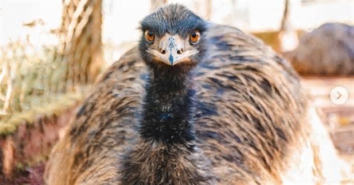 Gripe aviária: doença é confirmada em animal do Zoológico de Brasília