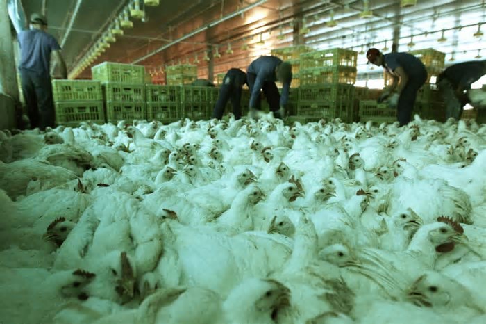 BRF abate 74 mil galinhas em Goiás para conter gripe aviária
