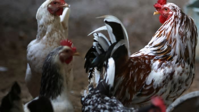 Com Gripe Aviária, Exportação de Carne de Frango do Brasil Cai 25%