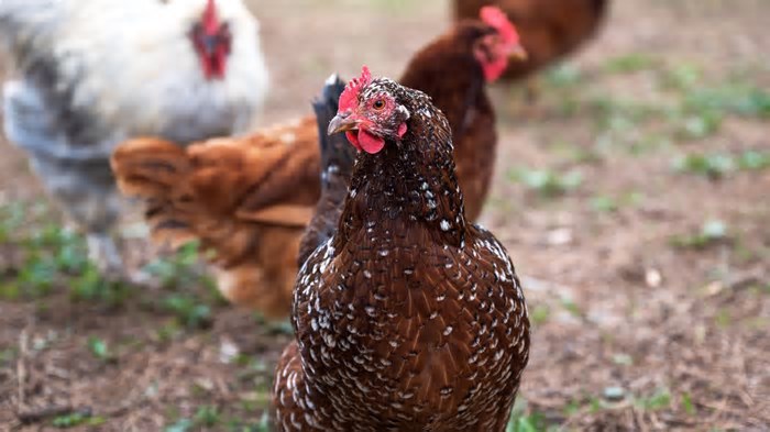 Gripe aviária | Goiás confirma 1º foco em galinhas de criação doméstica