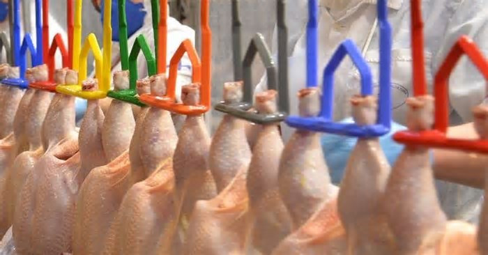 Gripe aviária causa prejuízo de US$ 47,6 milhões ao Rio Grande do Sul
