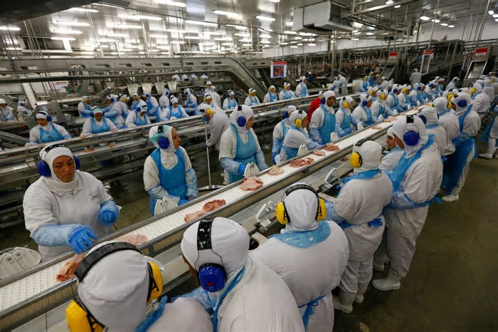 BRF faz abate preventivo de 74 mil galinhas no interior de Goiás para evitar risco de gripe aviária
