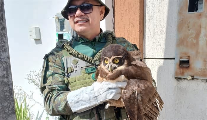Coruja com asa quebrada é resgatada após cair em quintal de casa em Manaus