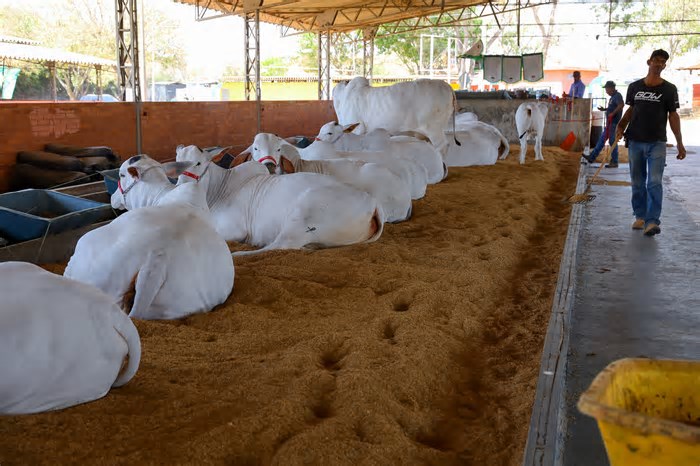 Maior feira agropecuária do DF, Expoabra terá nova edição entre 29 de agosto e 7 de setembro