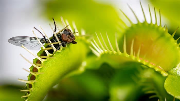 Plantas que “comem” insetos e suas incríveis adaptações naturais