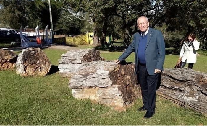 Conheça as árvores de 200 milhões de anos no Rio Grande do Sul