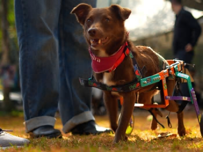 Inteligência artificial ajuda tutores com dúvidas sobre pets com deficiência