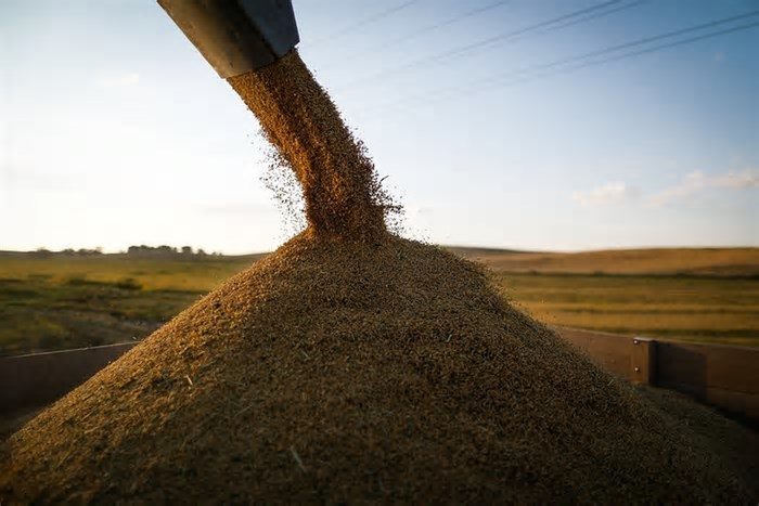 Preços do arroz são os menores em três anos no mercado brasileiro