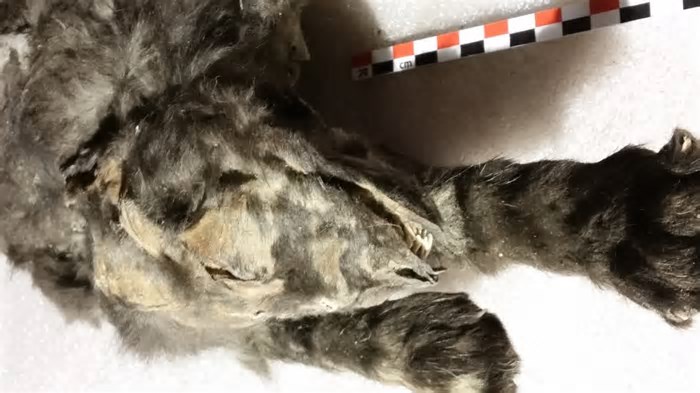 Filhotes de lobo preservados no gelo há 14 mil anos comeram carne de rinoceronte