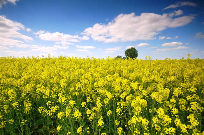 Safra de Inverno 2025 no RS deve crescer 2,25%, com destaque para a canola