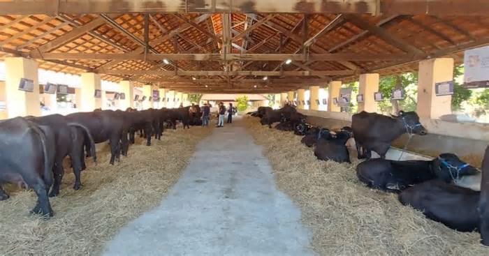 Búfalos marcam presença na Megaleite, maior feira de pecuária leiteira da América Latina