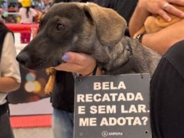 Evento promove adoção responsável de cães e gatos em galeria na Zona Oeste do Recife