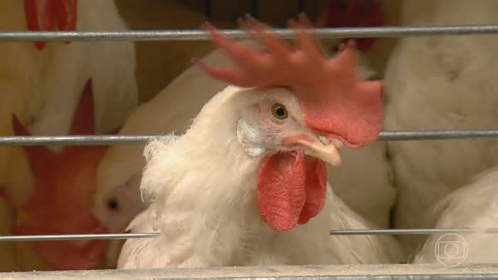 Gripe aviária: Zoo de Sapucaia é o único foco ativo no RS, segundo Ministério da Agricultura