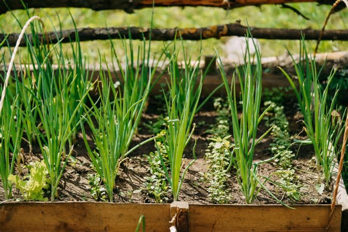 5 benefícios da cebolinha verde para a saúde e como incluí-la na dieta