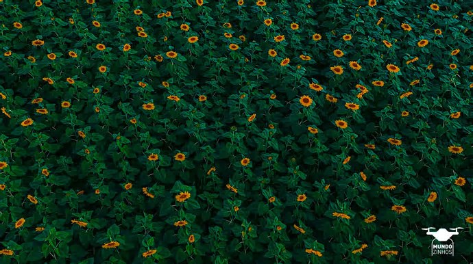 Campo de girassóis encanta visitantes e transforma fazenda em ponto turístico em Cândido Mota