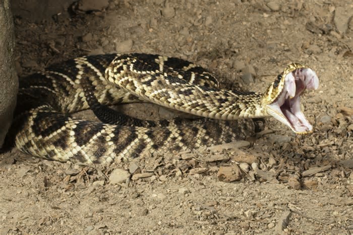 Perigo letal: conheça as cobras mais perigosas do mundo