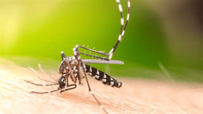 7 dicas da ciência para afastar mosquitos, incluindo o Aedes aegypti da dengue