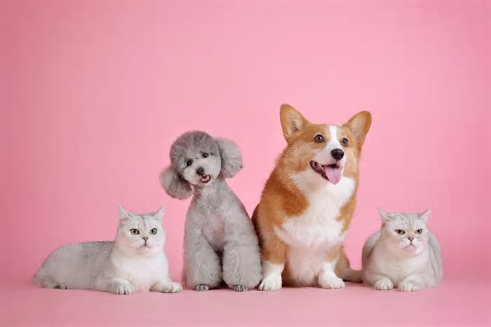 Gatos vivem mais que cães? Ciência revela