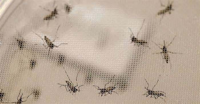 Wolbachia: Conheça o método que implanta bactéria em Aedes aegypti para combater a dengue em SC