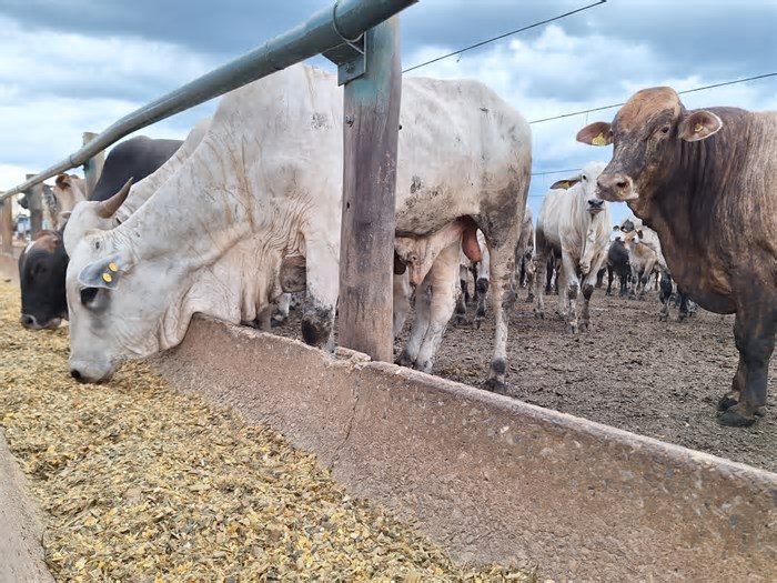 Preço do boi gordo sobe na maioria das regiões pecuárias