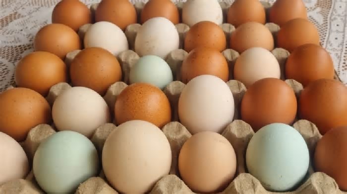 Governo descarta novo fechamento de mercados após casos de gripe aviária em aves silvestres