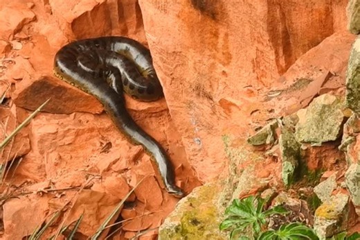 Vídeo: sucuri gigante avistada isolada em MS viraliza nas redes