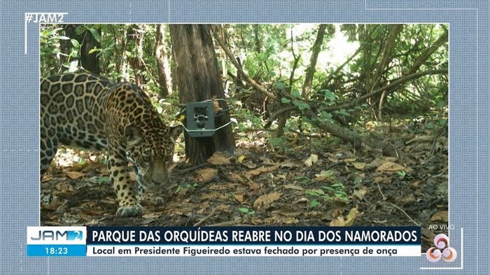 Parque das Orquídeas será reaberto após monitoramento confirmar ausência de onça-pintada e filhote no AM