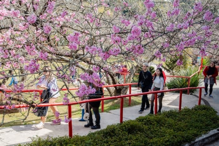 As cerejeiras vão florir em julho em Campos do Jordão