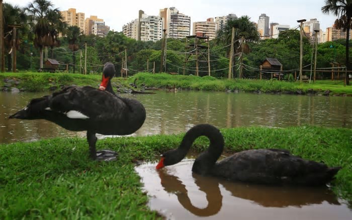 Cisne negro morre no zoológico de Goiânia, e local é fechado para investigar gripe aviária, diz prefeitura