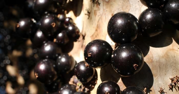 As melhores frutas do mundo; o que elas têm de tão especial