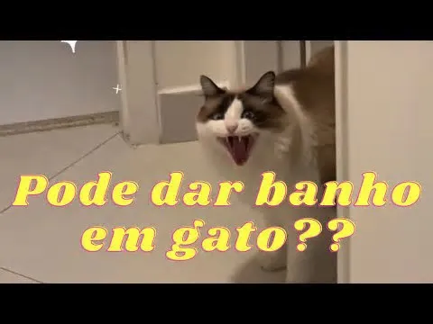 Bem-vindos ao segundo episódio de "LOLÍSTICA - Desvendando os felinos"! Neste vídeo, mergulhamos ainda mais no fascinante ...