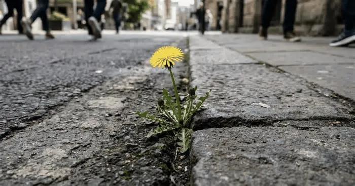 Aprenda a preparar infusões potentes com plantas medicinais encontradas na cidade e conheça as técnicas seguras para ...