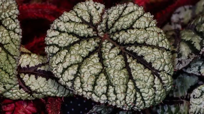 Você já parou em uma floricultura, olhou para um vaso e pensou: “isso aqui só pode ser coisa de computador”? Algumas plantas ...