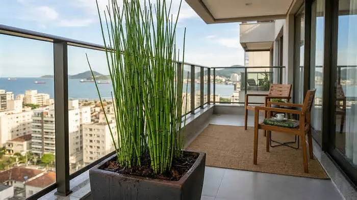 A água extraída através do caule oco de uma planta Equisetum viva, a cavalinha, registrou a assinatura de isótopos de ...