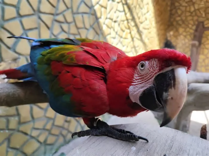 Com plumagem vibrante e presença marcante, a arara-vermelha é uma das espécies que mais despertam a curiosidade de quem ...