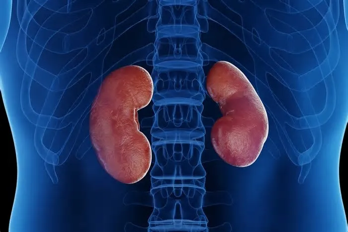 O médico Elber Rocha revela qual é o vegetal com potencial de beneficiar os rins. O nefrologista indica a leitura de um livro ...