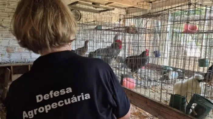 Foram vistoriadas 40 propriedades rurais e granjas comerciais próximas à reserva para evitar a disseminação da doença ...