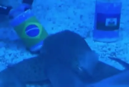 Ritinha, tubarão do AquaRio, no Rio de Janeiro, aponta triunfo brasileiro no jogo desta sexta-feira (19) na Filadélfia ...