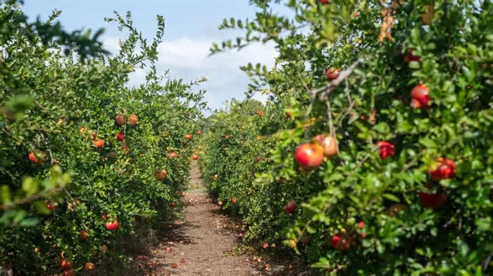 Em uma área rural de Meleiro, no Sul de Santa Catarina, um sítio tem despertado a curiosidade de amantes da natureza e da ...