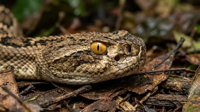 🐍 ILUSÃO SONORA: Como a cascavel altera o chocalho para enganar a nossa percepção. 🧠 MECANISMO BIOLÓGICO: A estratégia ...