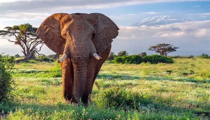 Estudo aponta que a caça humana altera a forma como elefantes e macacos-prego ameaçados se deslocam, aumentando o uso de ...