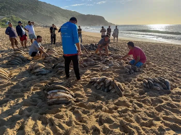 A pesca artesanal da tainha voltou a ser realizada em Balneário Camboriú na sexta-feira (12), após o Ministério da Pesca e ...