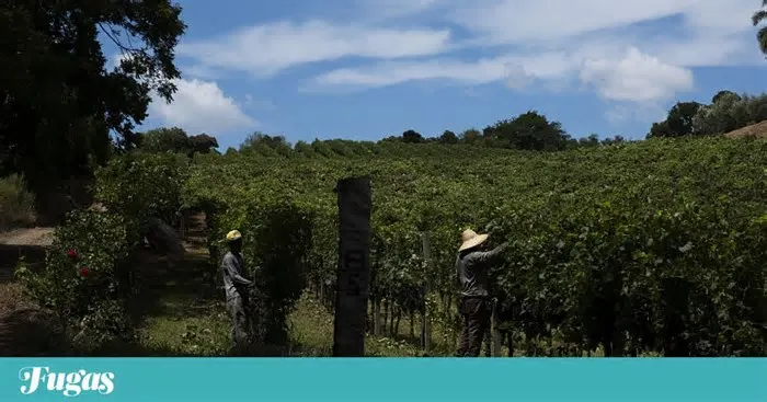 O estado é o maior produtor de vinhos do Brasil e a Denominação de Origem Altos de Pinto Bandeira quer afirmar-se pela ...
