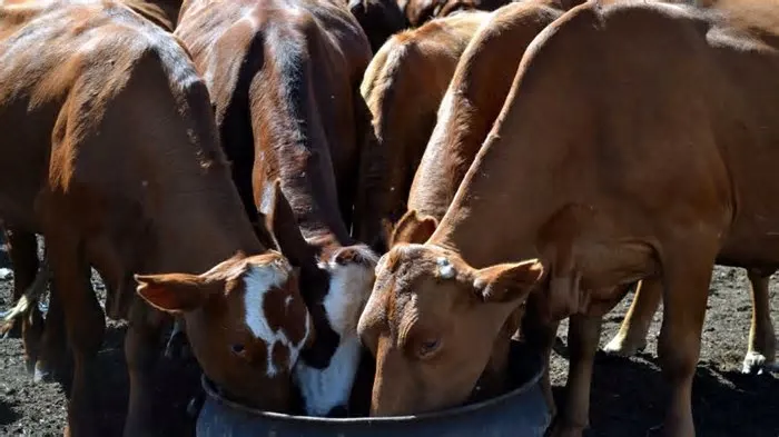 O procedimento é obrigatório e essencial para a manutenção da sanidade animal no estado. Prazo vai até 30 de junho ...