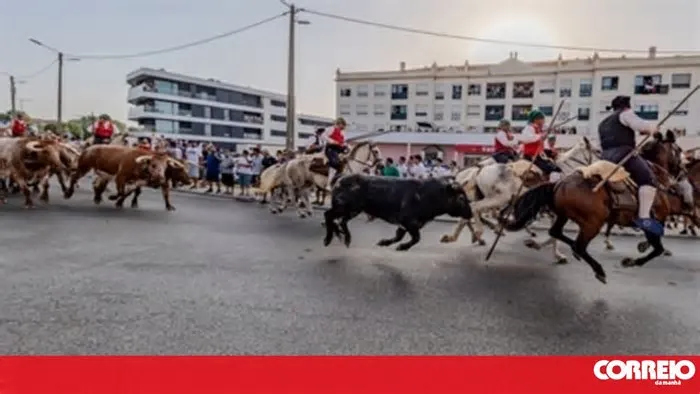 A “Festa da Amizade - Sardinha Assada de Benavente” é, sem dúvida, uma das imagens de marca do Município de Benavente, uma ...